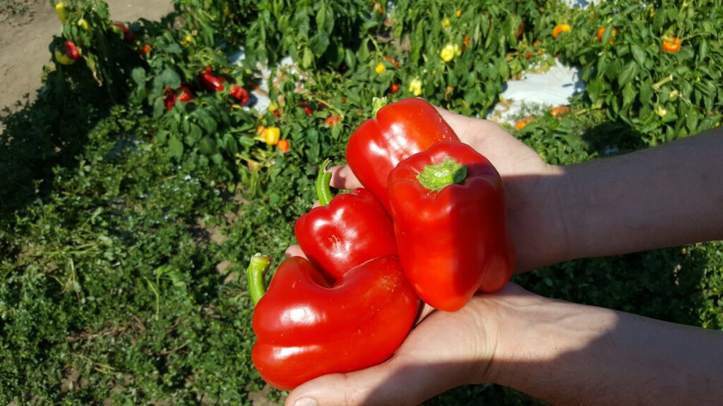 sweet pepper